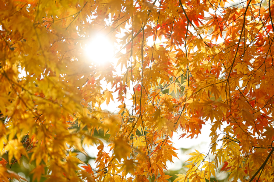 Sept. 1620 Update Cross Country, Terry Fox, Week, Textbooks